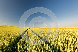 Ripe golden wheat field with path at the daytime in Pannonhalma, Hungary