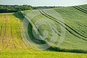 Ripe golden wheat field with path at the daytime in Pannonhalma, Hungary