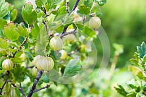 Ripe gooseberries Ribes uva-crispa on a bush in an orchard