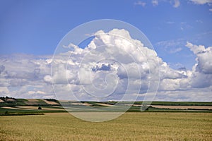 Ripe grain field and beautiful blue sky with clouds