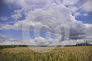 Ripe grain field and storage silo