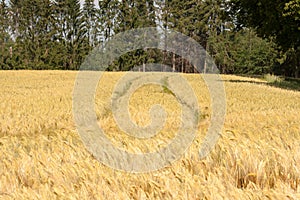 A ripe grain field with a track