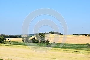 Ripe Grain Fields with green swampland