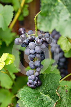 ripe grape berries on the vine at harvest time