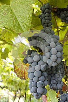 Ripe grape cluster