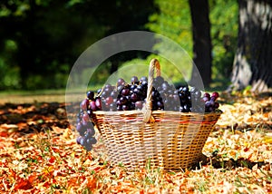 Ripe grape cluster of grapes in a basket on a wooden table with green leaves of grapes. Vintage grape berries