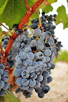 Ripe grape cluster of monastrell variety just before the harvest