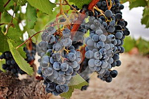 Ripe grape cluster of monastrell variety just before the harvest photo