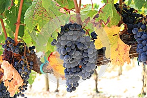 Ripe grape clusters