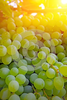 Ripe grape ready for harvest