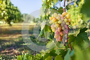 ripe grape on the vine in vineyard ready to harvest