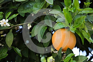 Ripe grapefruit and flowers growing on tree outdoors