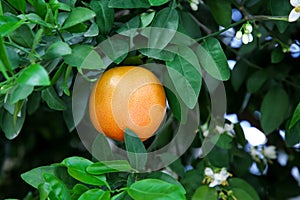 Ripe grapefruit and flowers growing on tree outdoors