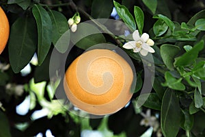 Ripe grapefruit and flowers growing on tree outdoors