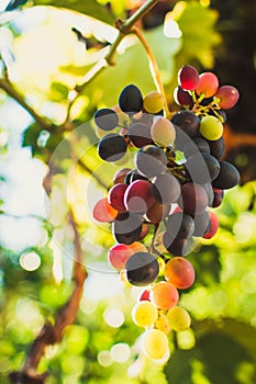 Ripe grapes