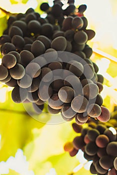 Ripe grapes