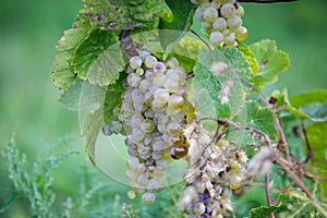 Ripe Grapes