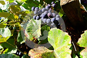 Ripe grapes