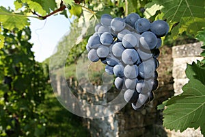 Ripe grapes