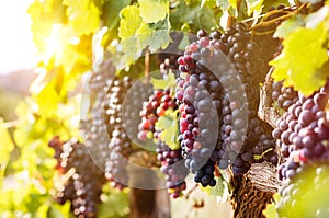 Ripe grapes