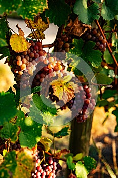 Ripe grapes in autumn light