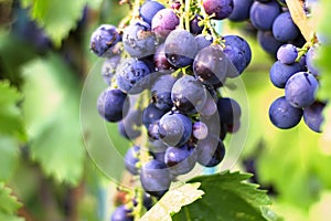 Harvesting of ripe grapes, Red wine grapes on vine in vineyard,