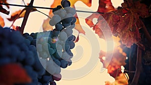 ripe grapes. close-up. Big bunches of red juicy ripe grapes and yellowed, sun-bleached foliage of the grapevine, in warm
