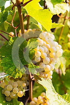 Ripe grapes in fall in Alsace, France