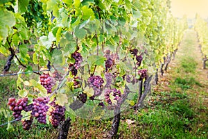 Ripe grapes in fall in Alsace, France