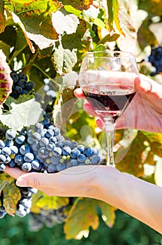 Ripe grapes and glass of wine in people's hands