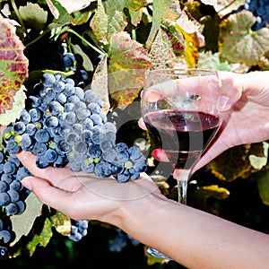 Ripe grapes and glass of wine in people's hands