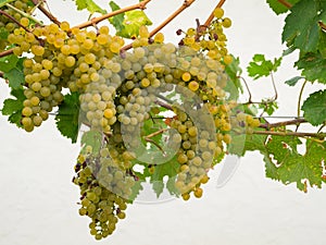 Ripe grapes hanging in a winery in autumn