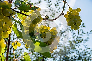 Ripe grapes hung on vineyards of grape trees