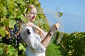 Ripe grapes. Lavaux, Switzerland