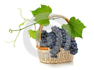 Ripe grapes with leaves in a basket on a white background