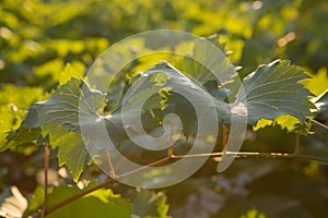 Ripe grapes in an old vineyard in the tuscany winegrowing area