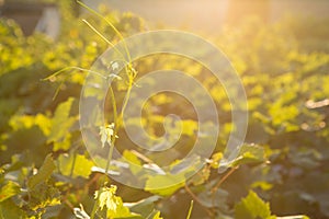 Ripe grapes in an old vineyard in the tuscany winegrowing area, Italy