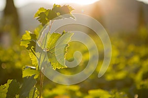 Ripe grapes in an old vineyard in the tuscany winegrowing area