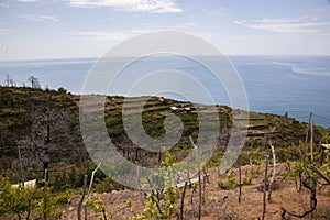 Ripe grapes in an old vineyard in the tuscany winegrowing area.