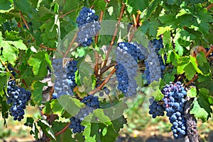 Ripe grapes. Piedmont, Italy.