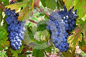 Ripe grapes of Piedmont, Italy.