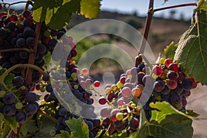 Ripe grapes on the plant