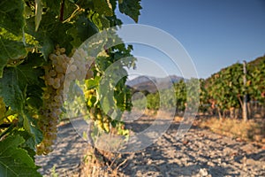 Ripe grapes on the plant