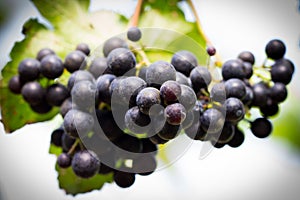 Ripe grapes ready for harvesting