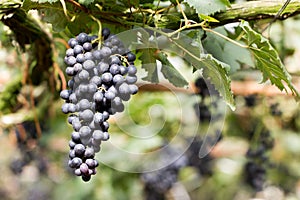 Ripe grapes ready for harvesting