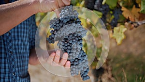 ripe grapes ready for harvesting. viticulture. vineyard. viniculture. Grape Growing. Winery and Wine Business