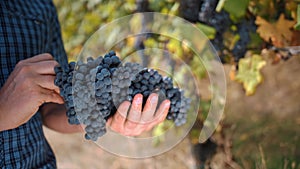 ripe grapes ready for harvesting. viticulture. vineyard. viniculture. Grape Growing. Winery and Wine Business