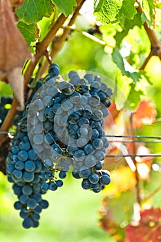 Ripe grapes right before harvest in the summer sun