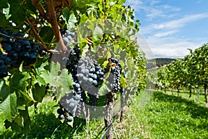 Ripe grapes right before harvest in the summer sun