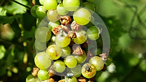 Ripe grapes and ripeness in viticulture, white wine and common green bottle fly lucilia sericata blowfly or blow flies